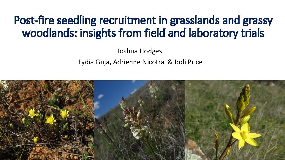Post-fire seedling recruitment in grasslands and grassy woodlands: insights from field and laboratory trials