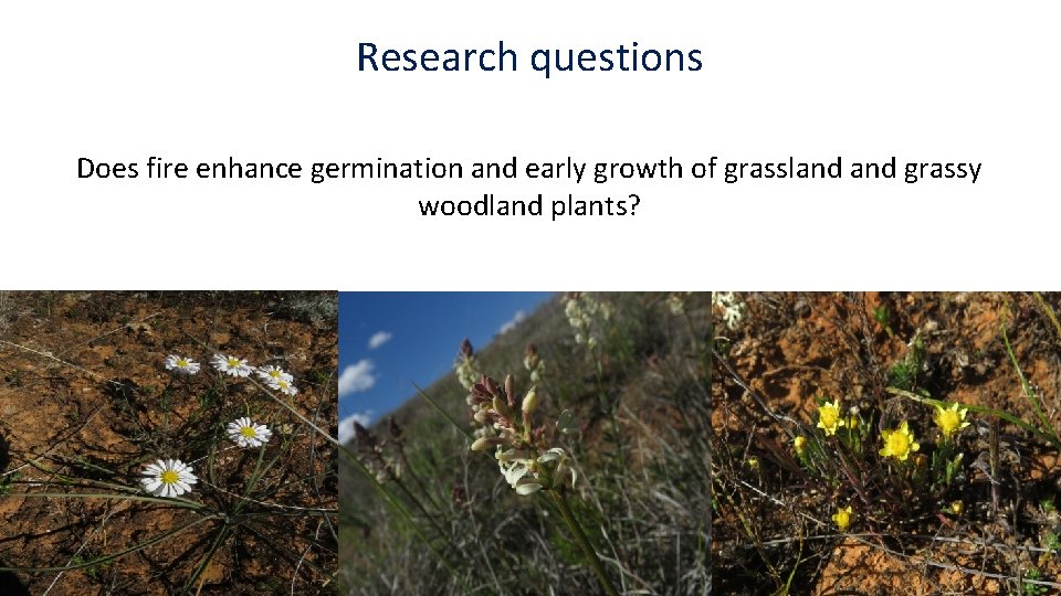 Research questions Does fire enhance germination and early growth of grassland grassy woodland plants?