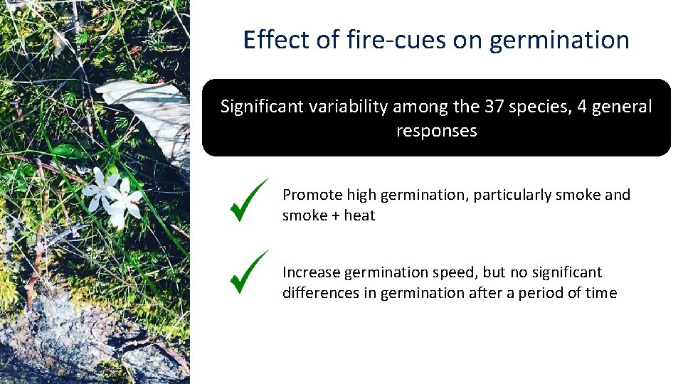 Effect of fire-cues on germination Significant variability among the 37 species, 4 general responses