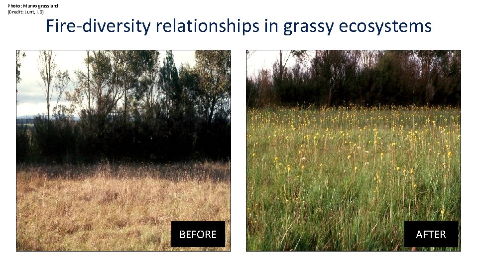 Photo: Munro grassland (Credit: Lunt, I. D) Fire-diversity relationships in grassy ecosystems BEFORE AFTER