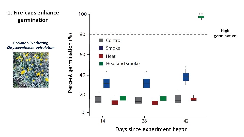 1. Fire-cues enhance germination Percent germination (%) Common Everlasting Chrysocephalum apiculatum High germination Days