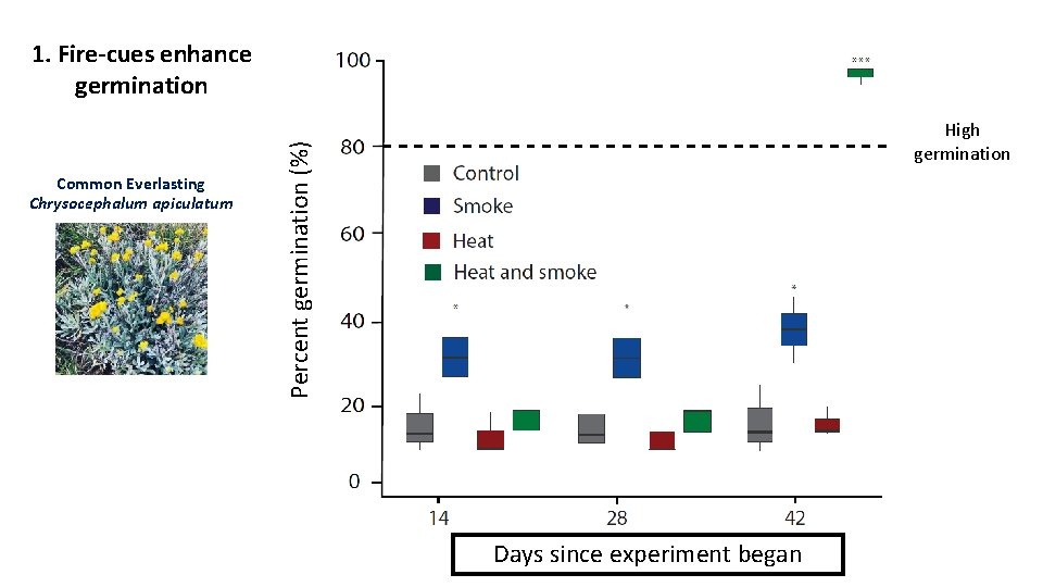 1. Fire-cues enhance germination Percent germination (%) Common Everlasting Chrysocephalum apiculatum High germination Days