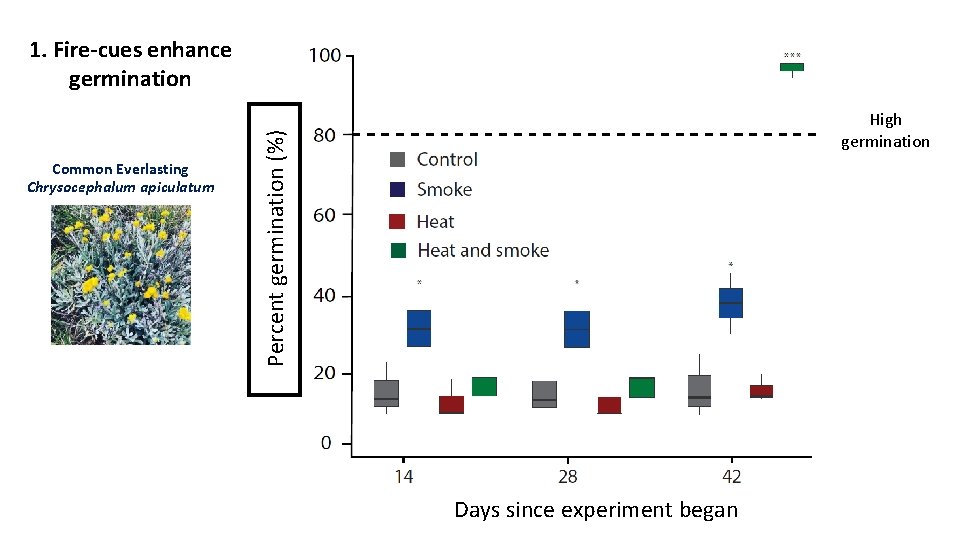 1. Fire-cues enhance germination Percent germination (%) Common Everlasting Chrysocephalum apiculatum High germination Days