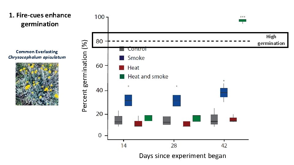 1. Fire-cues enhance germination Percent germination (%) Common Everlasting Chrysocephalum apiculatum High germination Days