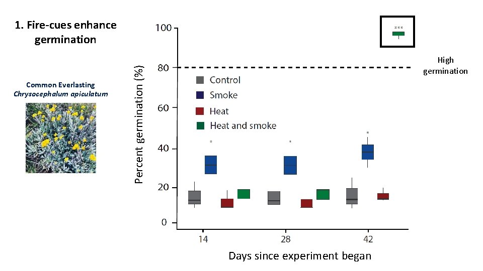 1. Fire-cues enhance germination Percent germination (%) Common Everlasting Chrysocephalum apiculatum High germination Days