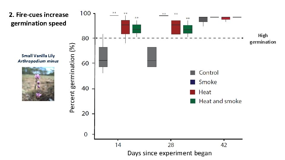 2. Fire-cues increase germination speed Percent germination (%) Small Vanilla Lily Arthropodium minus High