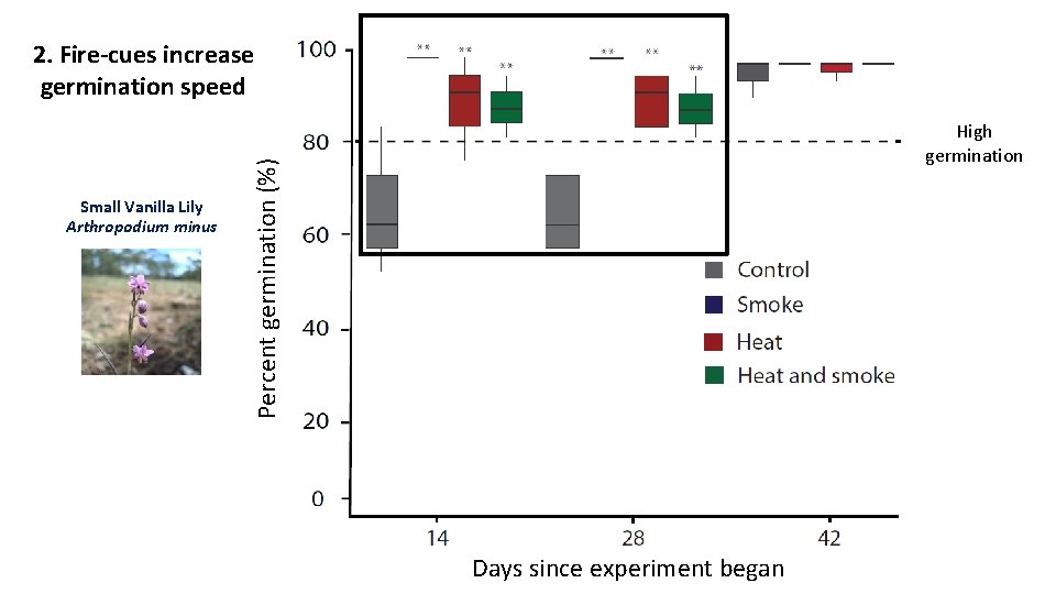 2. Fire-cues increase germination speed Percent germination (%) Small Vanilla Lily Arthropodium minus High