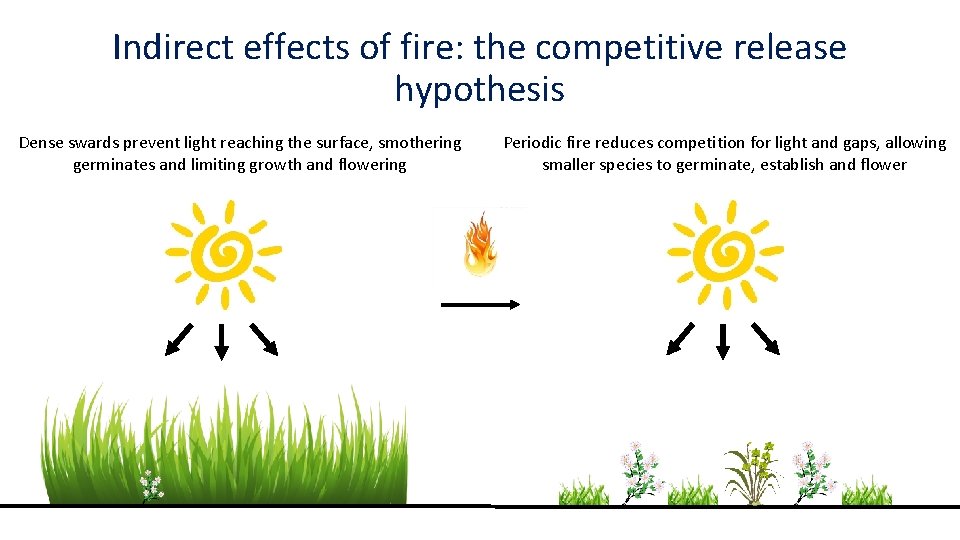 Indirect effects of fire: the competitive release hypothesis Dense swards prevent light reaching the