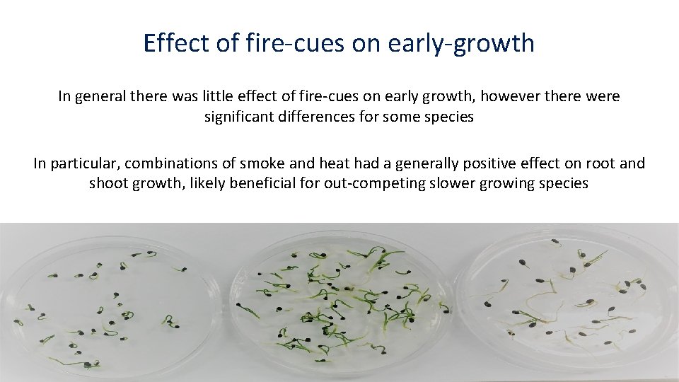 Effect of fire-cues on early-growth In general there was little effect of fire-cues on