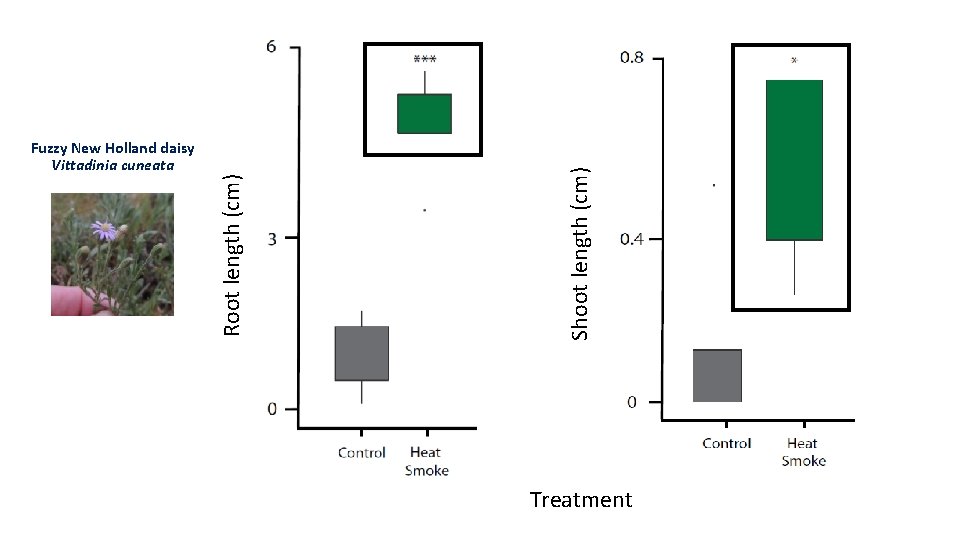 Shoot length (cm) Root length (cm) Fuzzy New Holland daisy Vittadinia cuneata Treatment 