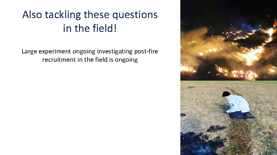 Also tackling these questions in the field! Large experiment ongoing investigating post-fire recruitment in