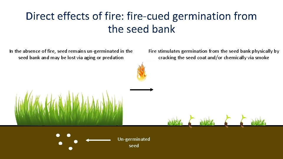 Direct effects of fire: fire-cued germination from the seed bank In the absence of