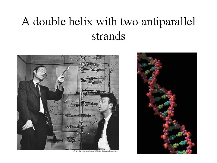 A double helix with two antiparallel strands 