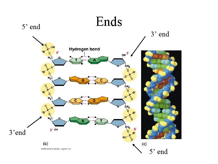 5’ end Ends 3’ end 3’end 5’ end 