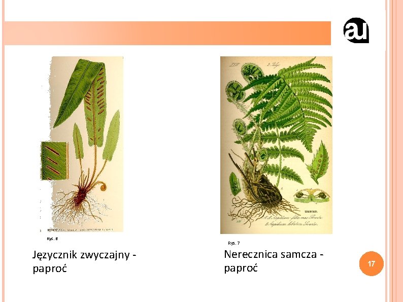 Rys. 6 Języcznik zwyczajny - paproć Rys. 7 Nerecznica samcza - paproć 17 