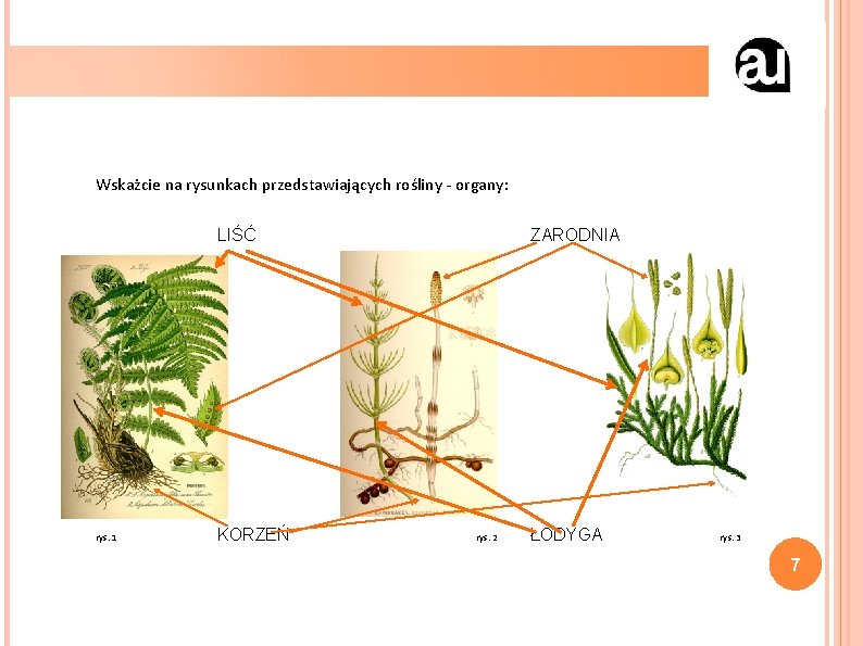 Wskażcie na rysunkach przedstawiających rośliny - organy: LIŚĆ rys. 1 KORZEŃ ZARODNIA rys. 2