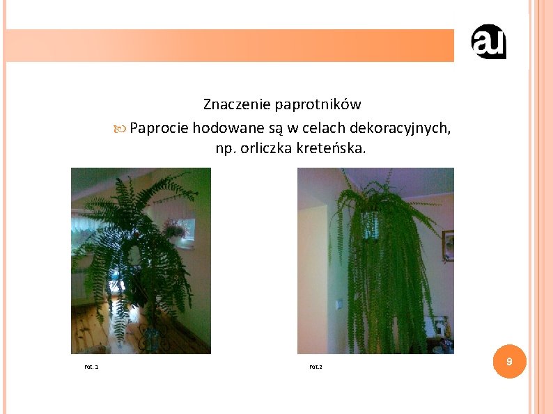 Znaczenie paprotników Paprocie hodowane są w celach dekoracyjnych, np. orliczka kreteńska. Fot. 1 Fot.