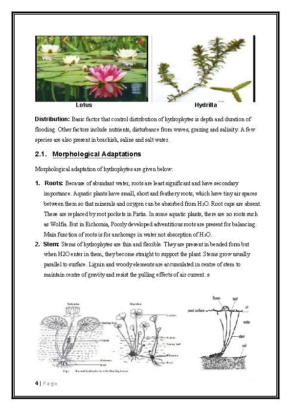 Lotus Hydrilla Distribution: Basic factor that control distribution of hydrophytes is depth and duration