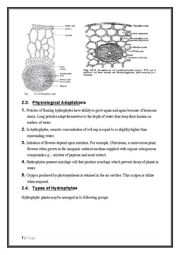 2. 3. Physiological Adaptations 1. Petioles of floating hydrophytes have ability to grow again