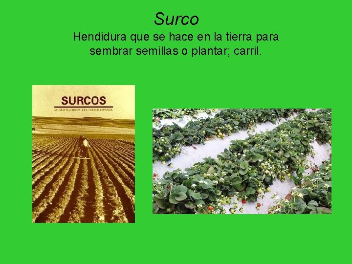 Surco Hendidura que se hace en la tierra para sembrar semillas o plantar; carril. Surco Hendidura que se hace en la tierra para sembrar semillas o plantar; carril.