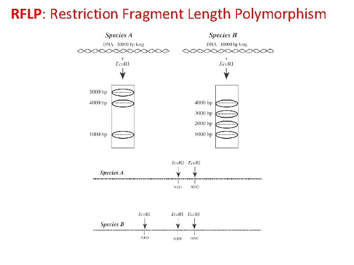 RFLP: Restriction Fragment Length Polymorphism 