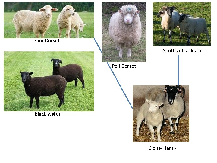 Finn Dorset Scottish blackface Poll Dorset black welsh Cloned lamb 