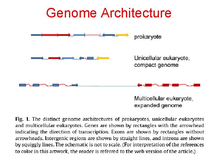 Genome Architecture 