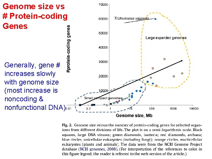 Genome size vs # Protein-coding Genes Generally, gene # increases slowly with genome size