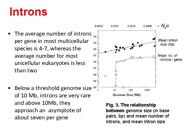 Introns • The average number of introns per gene in most multicellular species is