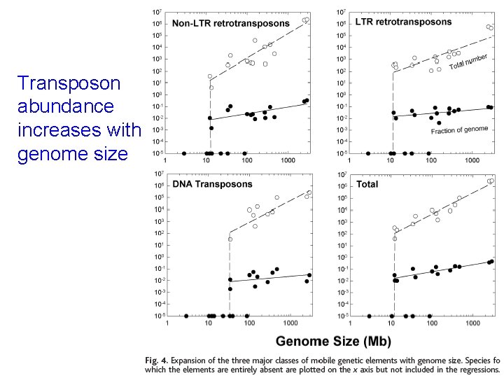 Transposon abundance increases with genome size 
