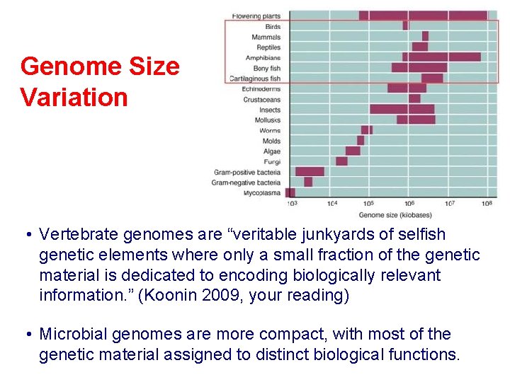 Genome Size Variation • Vertebrate genomes are “veritable junkyards of selfish genetic elements where