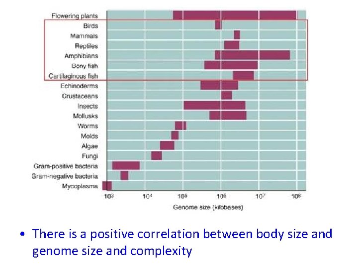  • There is a positive correlation between body size and genome size and