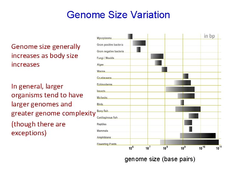 Genome Size Variation Genome size generally increases as body size increases In general, larger