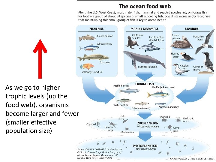 As we go to higher trophic levels (up the food web), organisms become larger