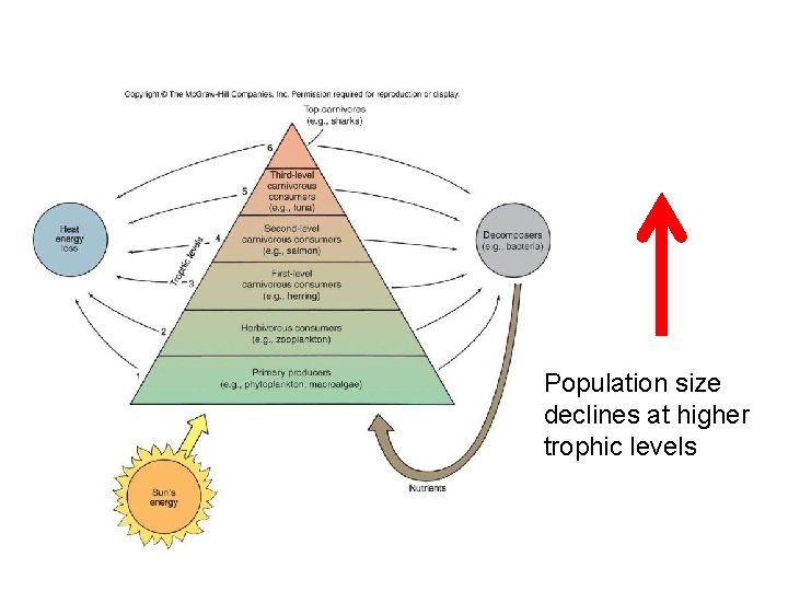 Population size declines at higher trophic levels 