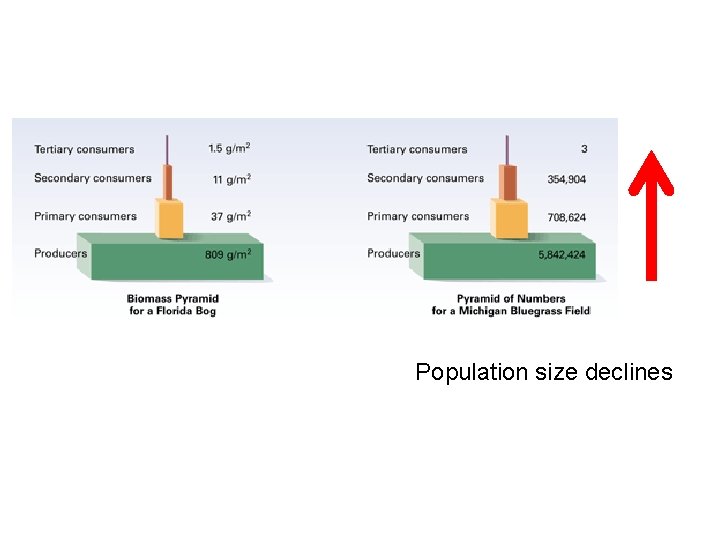 Population size declines 