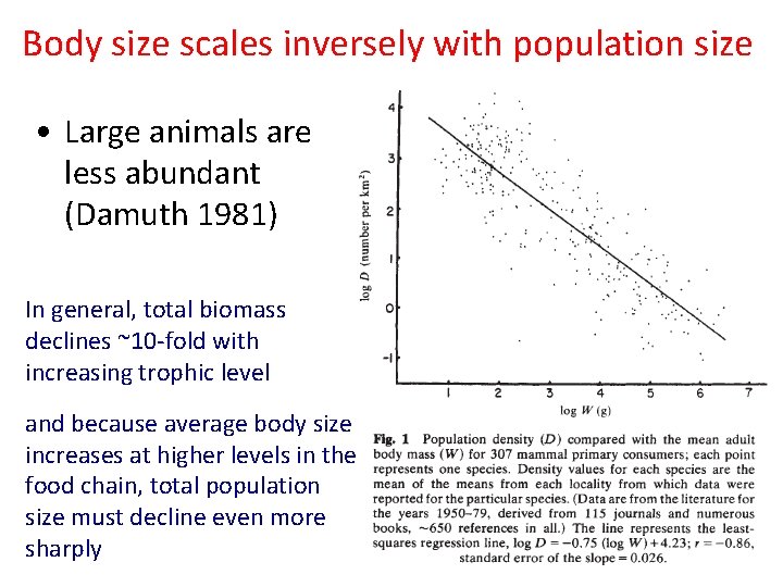 Body size scales inversely with population size • Large animals are less abundant (Damuth