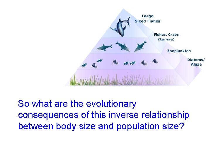So what are the evolutionary consequences of this inverse relationship between body size and