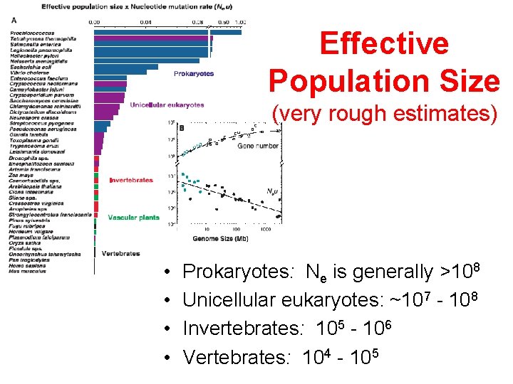 Effective Population Size (very rough estimates) • • Prokaryotes: Ne is generally >108 Unicellular