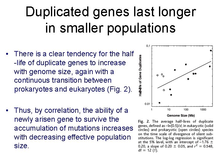 Duplicated genes last longer in smaller populations • There is a clear tendency for