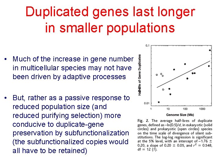 Duplicated genes last longer in smaller populations • Much of the increase in gene