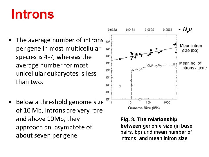 Introns • The average number of introns per gene in most multicellular species is
