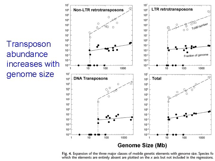Transposon abundance increases with genome size 