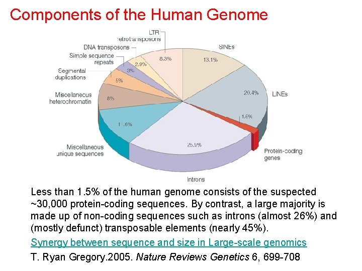 Components of the Human Genome Less than 1. 5% of the human genome consists