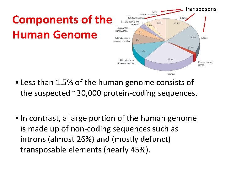 Components of the Human Genome transposons • Less than 1. 5% of the human
