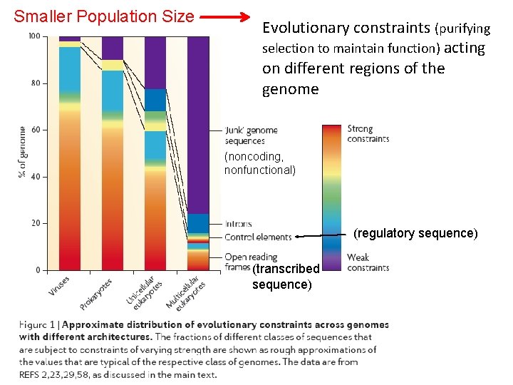 Smaller Population Size Evolutionary constraints (purifying selection to maintain function) acting on different regions