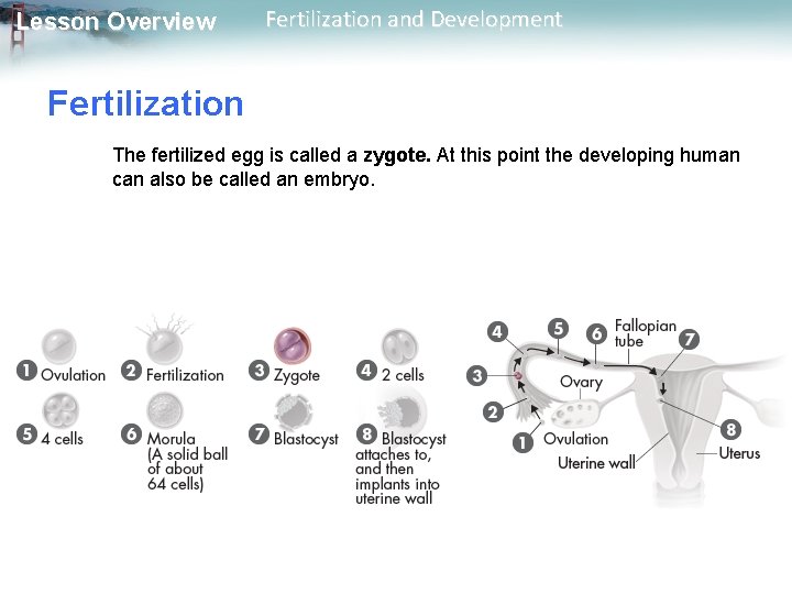 Lesson Overview Fertilization and Development Fertilization The fertilized egg is called a zygote. At