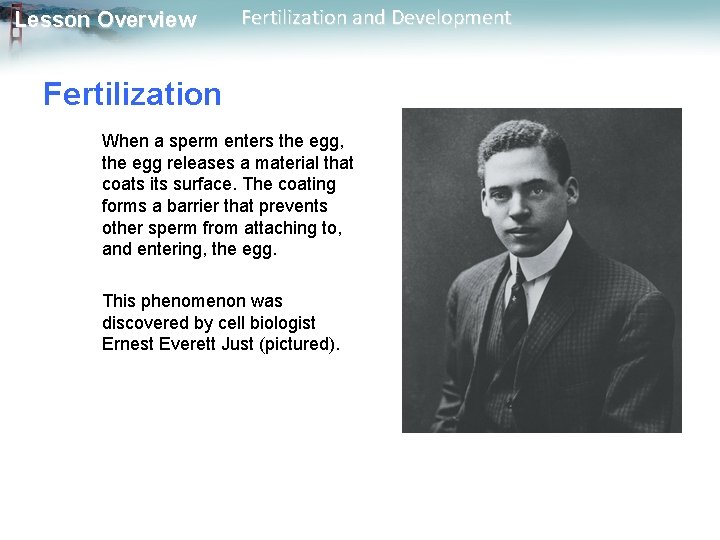 Lesson Overview Fertilization and Development Fertilization When a sperm enters the egg, the egg