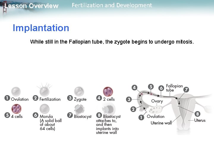 Lesson Overview Fertilization and Development Implantation While still in the Fallopian tube, the zygote