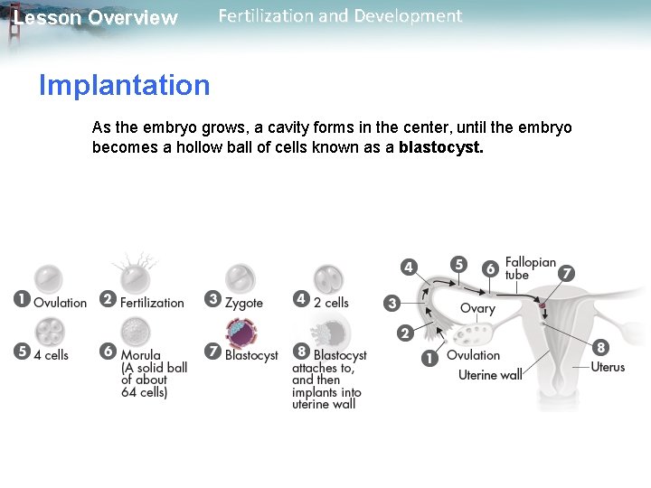 Lesson Overview Fertilization and Development Implantation As the embryo grows, a cavity forms in